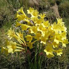 Image result for Cyrtanthus rhodesianus