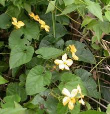 Image result for Cogniauxia podolaena