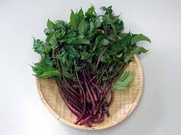 みず という山菜 クサマヒサコの野菜ノート