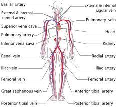 The abdominal aorta bifurcates at the level of the fourth lumbar vertebra to form the two common iliac arteries, each of which further branches into the external and the internal iliac artery. Common Iliac Artery Location And Function Circulatory System Arteries And Veins Human Body Systems
