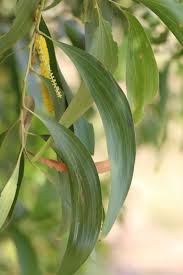 Image result for Acacia auriculiformis