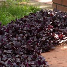 Alternanthera is a large genus of 200 species of bushy annuals and perennials that are grown mainly for their attractive colorful leaves, which are opposite, often toothed, and variable in size. Purple Prince Alternanthera