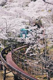 Cherry Blossom Japan Spring Haru Sakura Cherry Blossoms Flower Season Seasons The Real Japan Real Japan Japan Travel Cherry Blossom Japan Sakura Tree