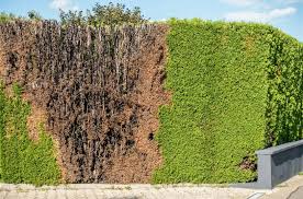 Image result for kabatina thujae