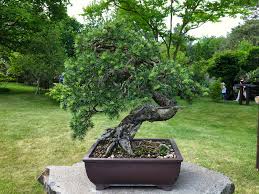 Farbe in ihr cultivea züchten sie verpflichtet, nur französisches ein originelles und nie verloren gehen von cultivea eignet berufliche integration und sozial. Waldkiefer Als Bonsai Pflegen So Machen Sie Alles Richtig