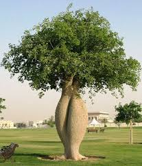 Image result for Ceiba speciosa