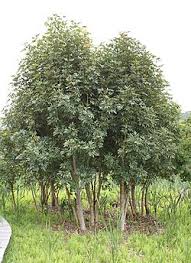 Image result for Cunonia