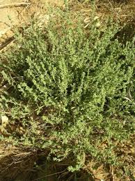 Image result for Bergia polyantha