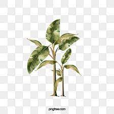 Banana Tree Banana Clipart Tree Clipart Png Transparent Clipart Image And Psd File For Free Download Banana Tree Tree Clipart Large Leaf Plants