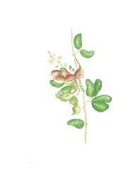 Image result for Pithecellobium