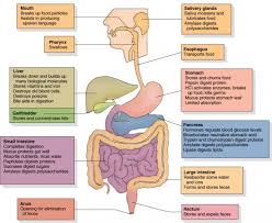 Alimentary Systems Free Zimsec Revision Notes And Past Exam Papers Human Digestive System Digestive System Anatomy Digestive System Diagram