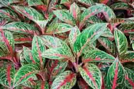 Dari sekian banyak jenis tanaman hias, tanaman hias daun memiliki varian terbaik dalam urusan mempercantik rumah. 15 Jenis Tanaman Hias Outdoor Untuk Mempercantik Taman Rumah