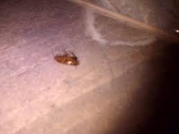 Check spelling or type a new query. Dead Cockroach There Were More But This One Got Sprayed By Hotel Staff And Left In Our Room To Picture Of Abercorn House London Tripadvisor