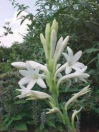 Pin On Exotic Flowers