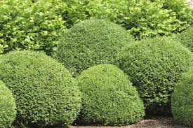 Get fire retardant artificial privacy hedges, optimized for safety and longevity. Boxwood Bush Types What Are Some Good Buxus Varieties To Grow