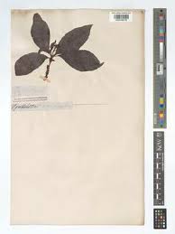 Image result for Chassalia umbraticola