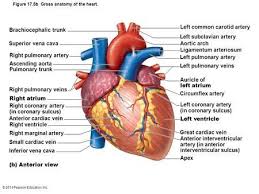 Figure 17 5b Gross Anatomy Of The Heart Human Heart Anatomy Heart Anatomy Human Anatomy And Physiology