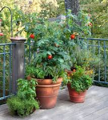 Guia De Jardin Blog De Jardineria Cultivar Tomates En Macetas Garden Tomates En Maceta Jardineria Y Cultivar Tomates