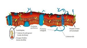 Le proteine sono caratterizzate dalla loro struttura • struttura primaria: Membrana Cellulare Struttura E Funzioni Con Schema E Riassunto