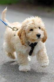 Cutest Labradoodles Puppies Wonderful Labradoodle Puppy Cute Animals Puppies And Kitties