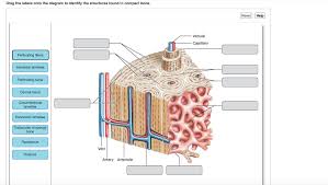 The osteonic canals contain blood vessels that are parallel to the long axis of the bone. Solved Drag The Labels Onto The Diagram To Identify The S Chegg Com