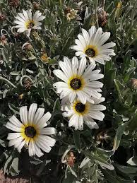 Image result for Arctotis