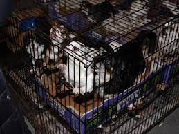 The puppy mill rescue team consists mainly of rescues in new york, pennsylvania, and ohio. Umtmxiv2lvtqnm
