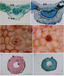 Image result for Lepidagathis scariosa