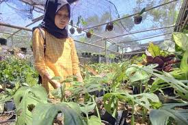 Jenis Monstera Paling Mahal Apakah Janda Bolong Halaman All Kompas Com