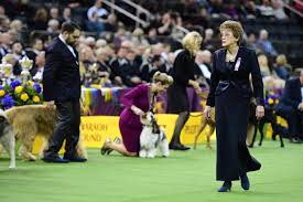 Check spelling or type a new query. Westminster Dog Show Best In Show To Be Judged By Legend Pat Trotter