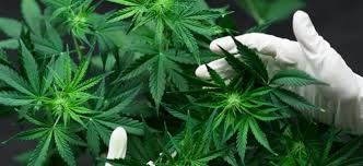 It's the social structure of a game like eve online, meets the resource. Cannabislegalisierung Us Wahlen Und Cannabis Legales Hanf Als Wirtschaftskurbel Nachricht Finanzen Net