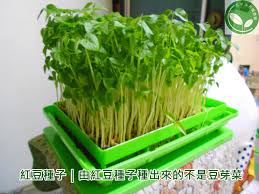 有機芽菜 芽菜機 芽菜箱 芽菜種子 紅豆種子 由紅豆種子種出來的不是豆芽菜 herbs vegetables celery