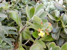 Image result for Kalanchoe velutina