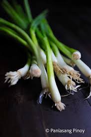 Bunching onions destined for export should be. Px1vetj7p5we6m