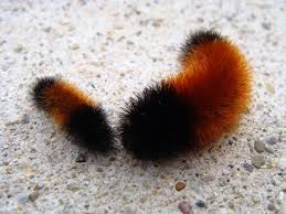 Black And Red Striped Fuzzy Caterpillar Pin By Jen Napier On Fuzzy Uzzy Wooly Bear Caterpillar Woolly Bear Fuzzy Caterpillar