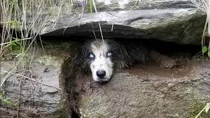 Adopt a dog or adopt a cat and you'll have a friend for life. Harrowing Experience Crews Use Jaws Of Life To Rescue Dog Stuck In 25 Foot Long Culvert Wlos
