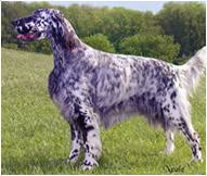 Note that you must specify both the property and value properties on a setter or an exception will be thrown. Der English Setter Rasse Und Charakter Hill S