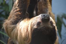 Exotic dogs and birds for sale at danny kennels and exotic pets , hyderabad part:2 (during covid 19). States Where Pet Sloths Are Legal