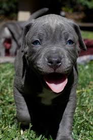 We did not find results for: Pin On Adorable Adoptables Repin These Shelter Animals