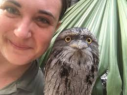 RESTING BIRD FACE (TAKE-TWO): Meet Relish, the tawny frogmouth. Relish is  the daughter of dad Nathan and mom Hotdog. Yes, you read that correctly:  Relish, Nathan, Hotdog. #RestingBirdFace 📸: keeper Jen Howell