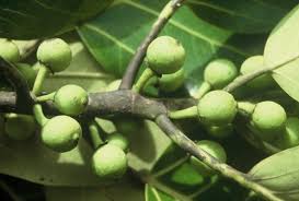 Image result for Ficus trichopoda