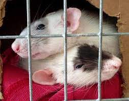 Cleaning Your Pet Rats Cage About Pet Rats