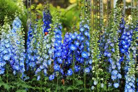 In the following article, we'll discuss what herbs grow in zone 6 and information about growing herbs in zone 6. 19 Amazing Perennials For Zone 6 For Season Long Beauty
