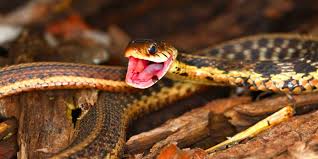 Fatal snakebites are more common in dogs than in any other domestic animal. Do Garter Snakes Have Teeth Embora Pets