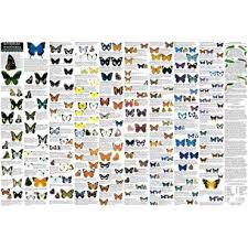 Australian Butterflies Poster Australia Butterfly
