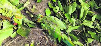 The new list of banned pesticides was developed taking into account the feedback of the online public questionnaire, and stakeholder meetings which gathered inputs from industry and Faridkot Administration Bans Spray On Jamun Trees
