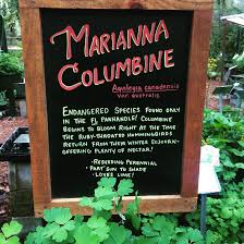 More flowers that reseed themselves beautifully: Marianna Columbine Grows Native Nurseries Of Tallahassee Facebook