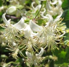 Image result for Clematis brachiata