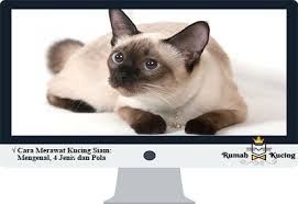 Persatuan peminat kucing merujuk kepada. Cara Merawat Kucing Siam Mengenal 4 Jenis Dan Pola