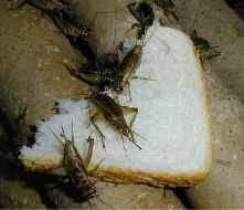 Can't they take the heat? What Do Crickets Eat